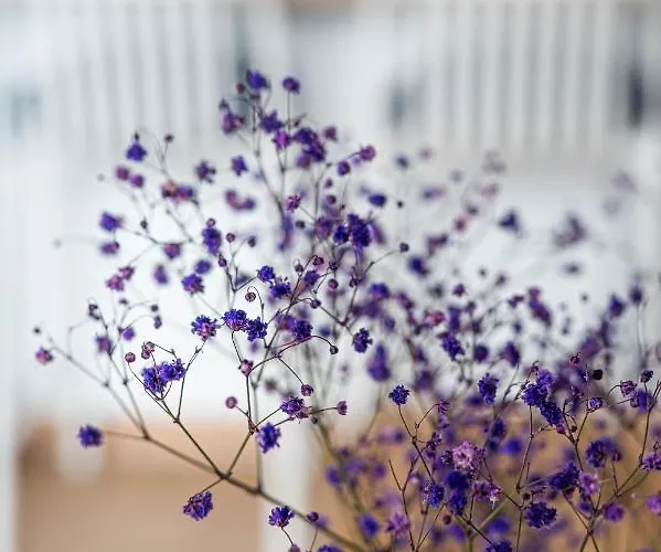 Porto - Billberry Γκντανσκ